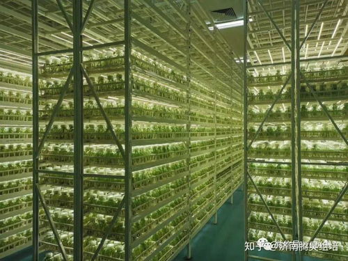 光照強(qiáng)度、光周期與光分布 光線三大要素穿越營銷迷霧的實(shí)戰(zhàn)策劃